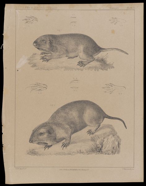 Mammals -- Plate X