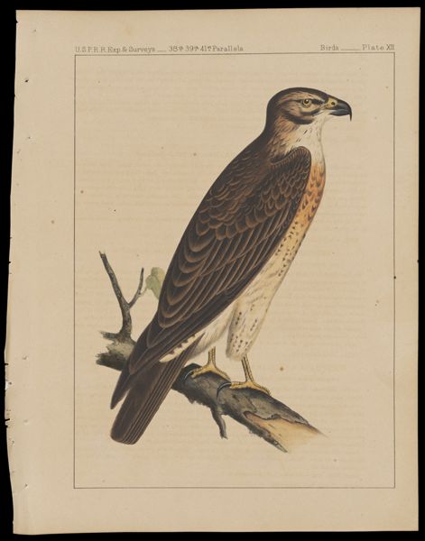 Birds -- Plate XII