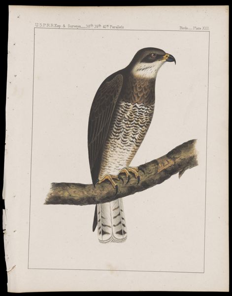Birds -- Plate XIII