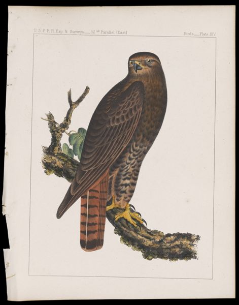 Birds -- Plate XIV
