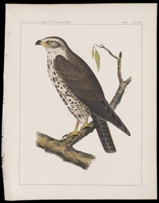 Birds -- Plate XV
