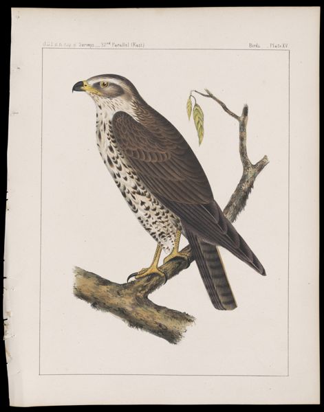 Birds -- Plate XV