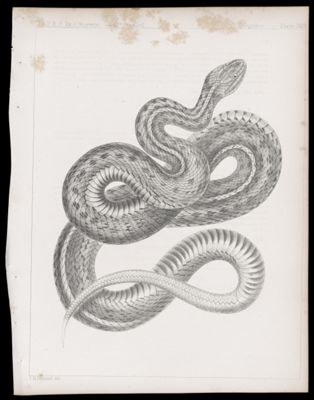 Reptiles -- Plate XVII