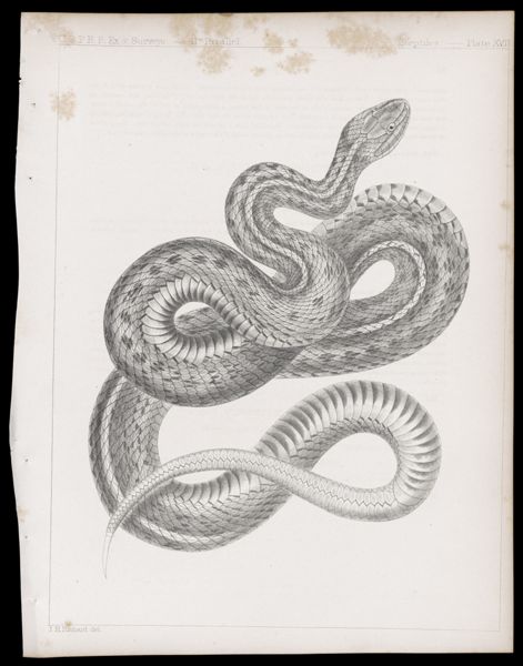 Reptiles -- Plate XVII