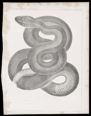 Reptiles -- Plate XVIII