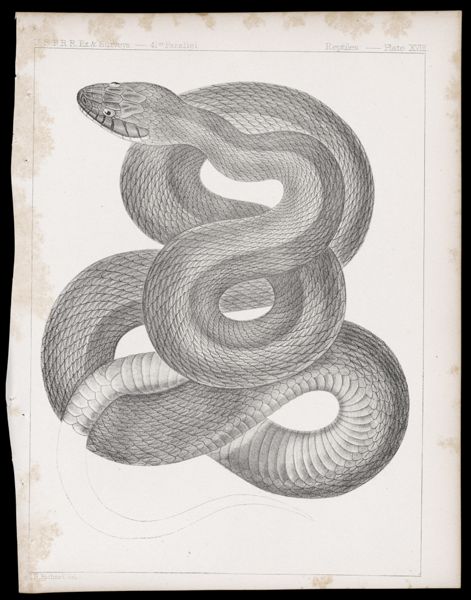 Reptiles -- Plate XVIII