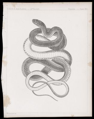 Reptiles -- Plate XXIII
