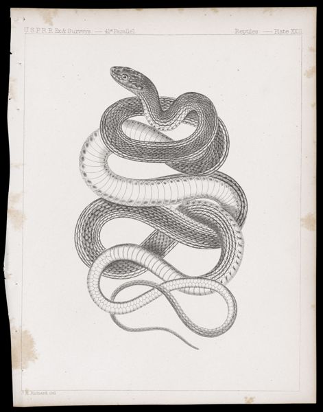 Reptiles -- Plate XXIII