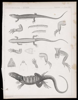 Reptiles -- Plate XXIV