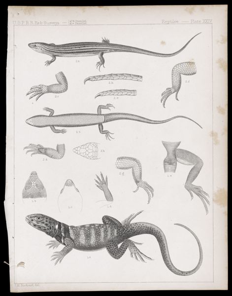 Reptiles -- Plate XXIV