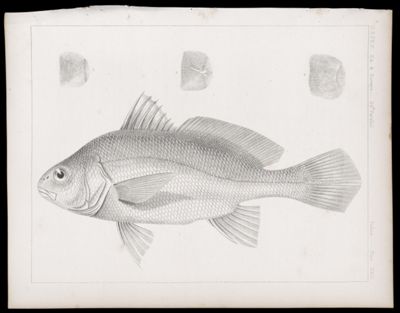 Fishes -- Plate XXIII
