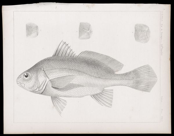 Fishes -- Plate XXIII
