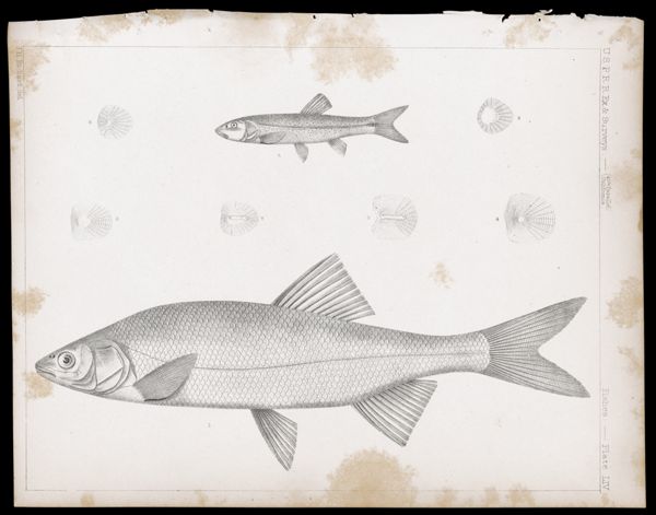 Fishes -- Plate LIV