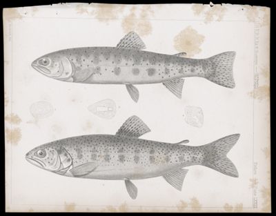 Fishes -- Plate LXIII