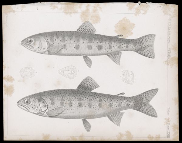 Fishes -- Plate LXIII