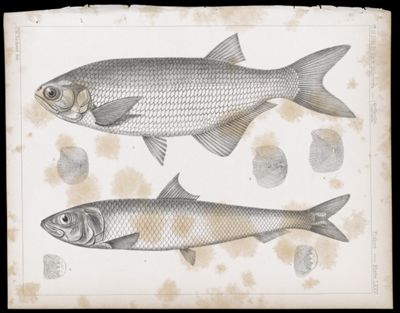 Fishes -- Plate LXXV
