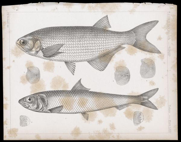 Fishes -- Plate LXXV
