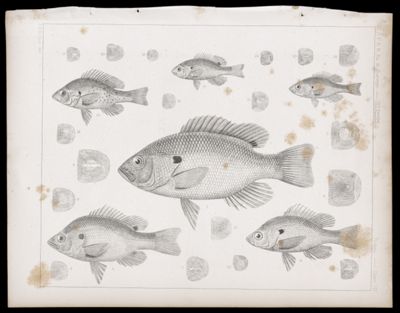 Fishes -- Plate VII