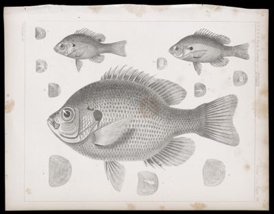 Fishes -- Plate VIII