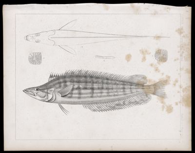 Fishes -- Plate XIII