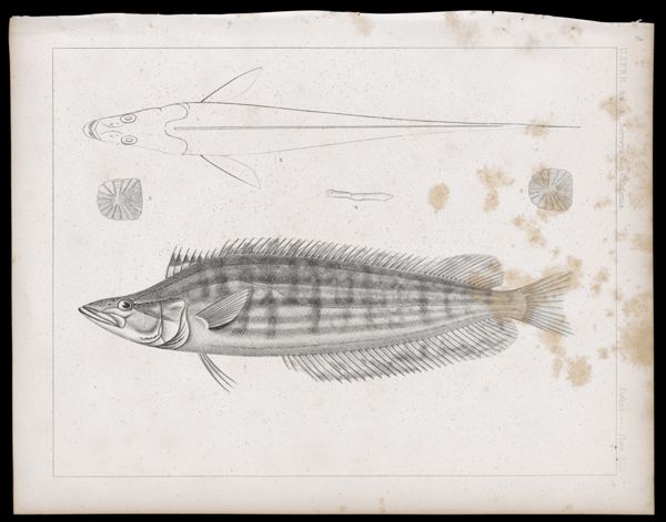 Fishes -- Plate XIII