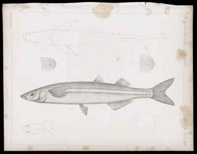 Fishes -- Plate XXIIc