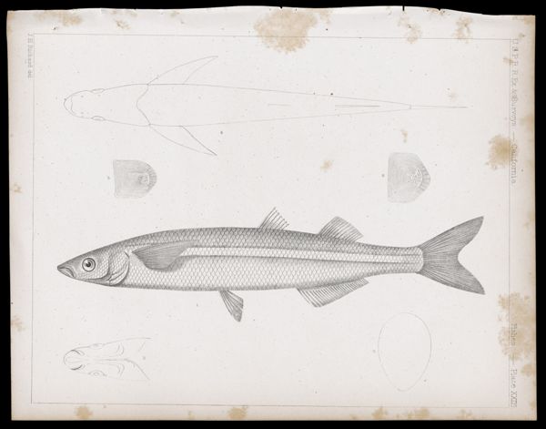 Fishes -- Plate XXIIc