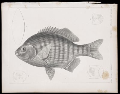 Fishes -- Plate XXIX