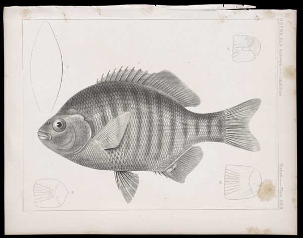 Fishes -- Plate XXIX