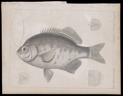 Fishes -- Plate XXX