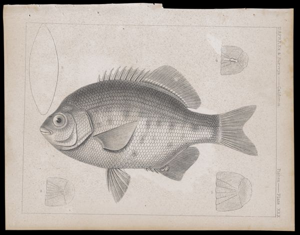 Fishes -- Plate XXX