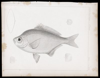Fishes -- Plate XXXVII