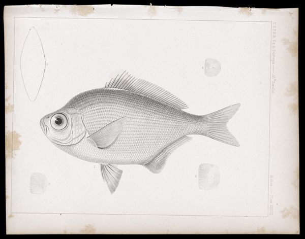 Fishes -- Plate XXXVII