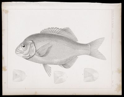 Fishes -- Plate XL