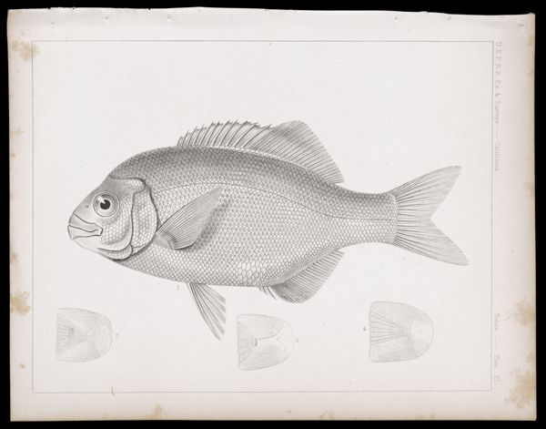 Fishes -- Plate XL
