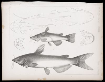 Fishes -- Plate XLI