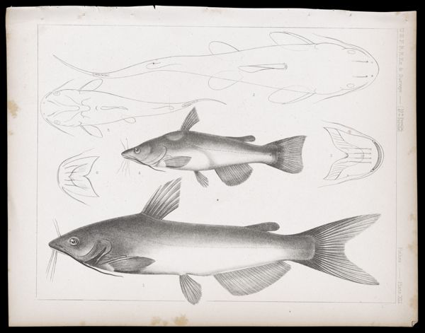 Fishes -- Plate XLI