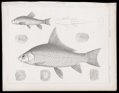 Fishes -- Plate XLVIII