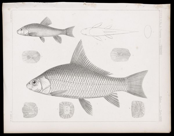 Fishes -- Plate XLVIII