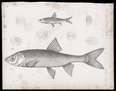 Fishes -- Plate LIII