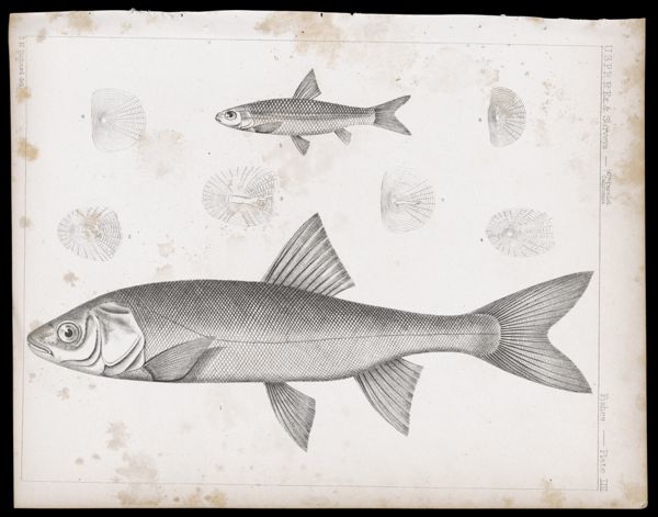 Fishes -- Plate LIII