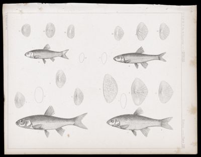 Fishes -- Plate LIX