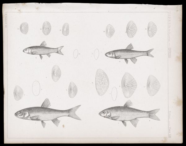 Fishes -- Plate LIX