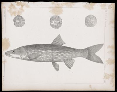Fishes -- Plate LXV