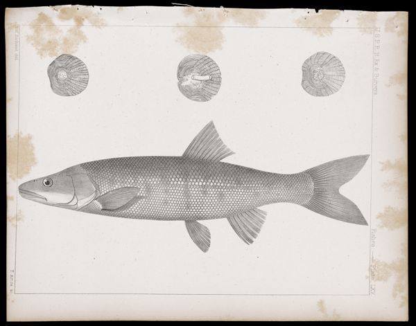 Fishes -- Plate LXV