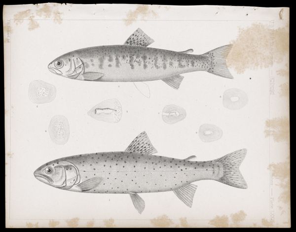 Fishes -- Plate LXXI
