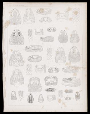 Reptiles -- Plate XXIV