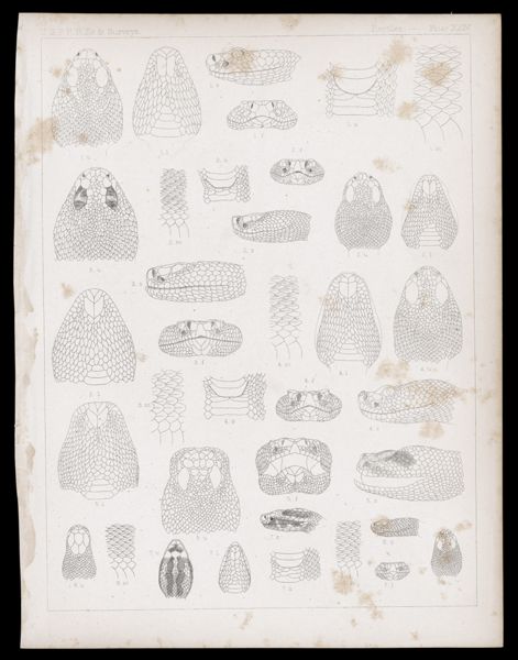 Reptiles -- Plate XXIV