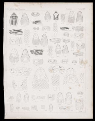 Reptiles -- Plate XXV
