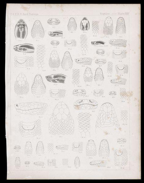 Reptiles -- Plate XXV